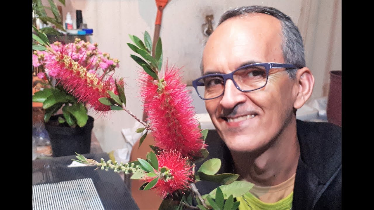 #Escova -de-garrafa (Callistemon) 😍 Como replantar?#PauloBonsai 😍