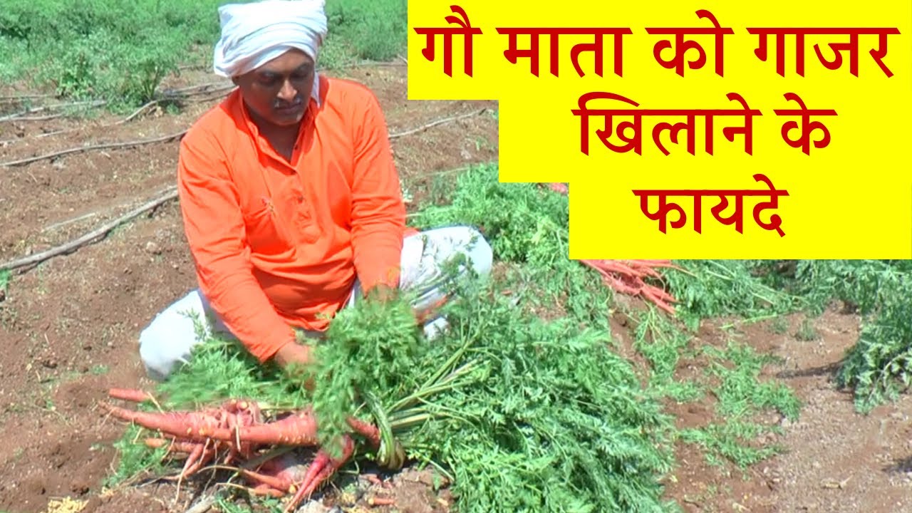 Carrot Benefits | Benefits of feeding Carrot to cow mother