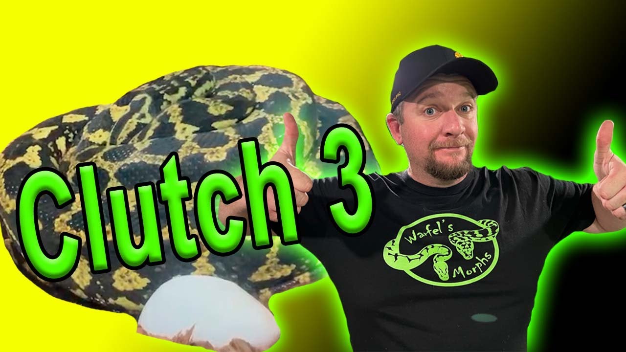 Clutch 3 Carpet Python Clutch