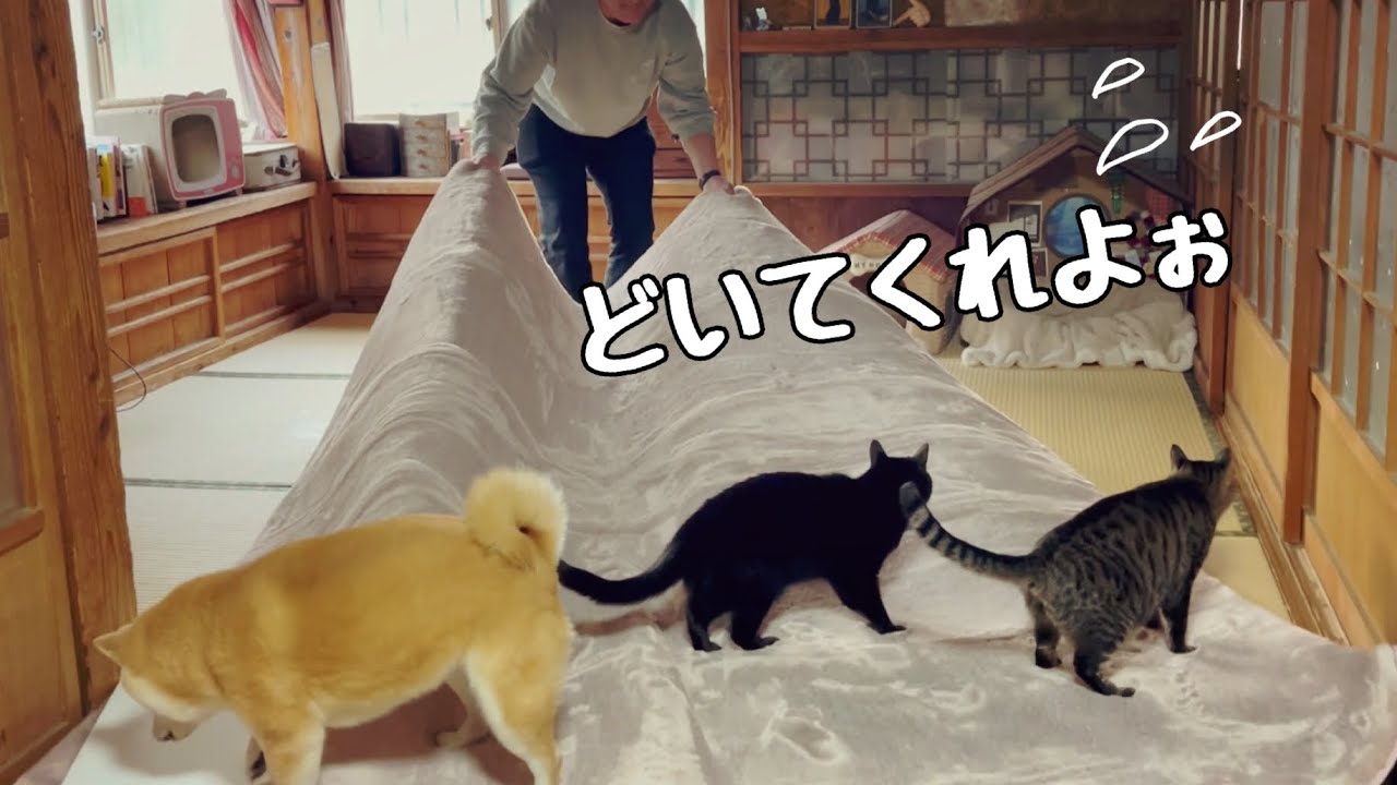 こたつを出したいだけなのに　It's time to get out the kotatsu