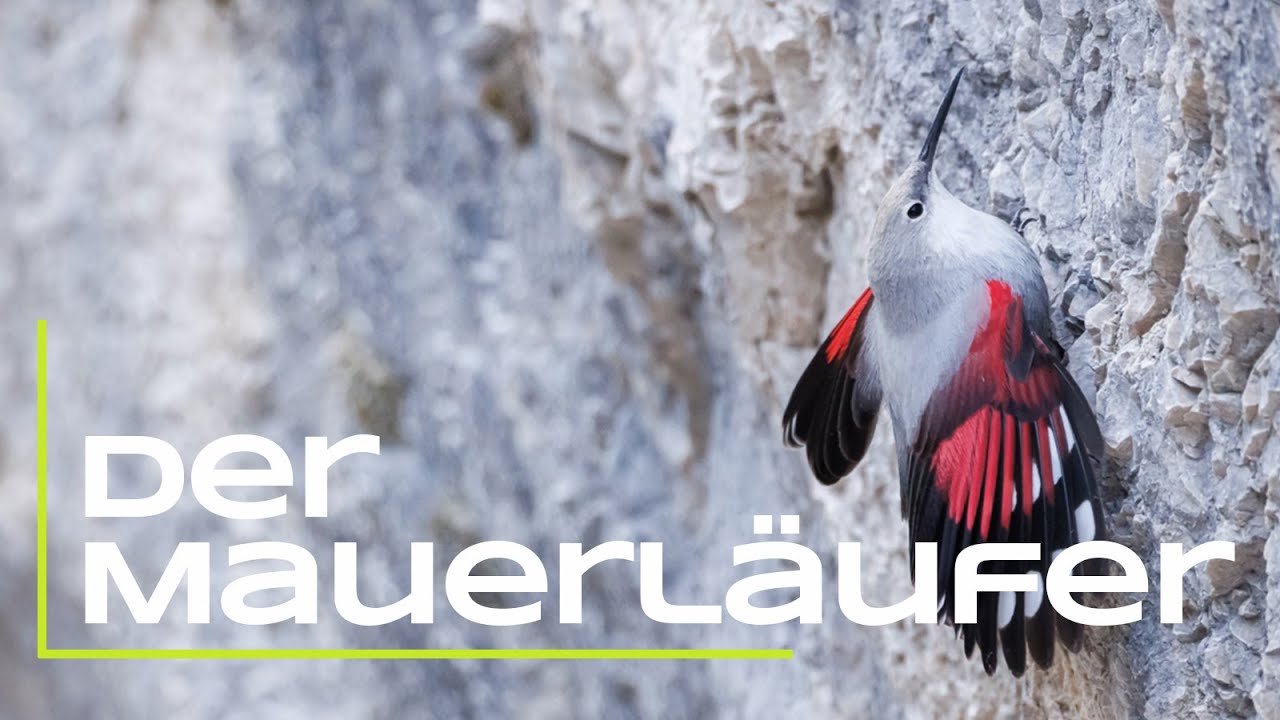 Der Mauerläufer - Infos und Fotografie