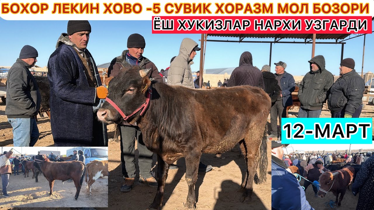 БОХОР ЛЕКИН ХОВО -5 СУВИК ХОРАЗМ МОЛ БОЗОРИ ЁШ ХУКИЗЛАР НАРХИ УЗГАРДИ 12-Март 2026 г.