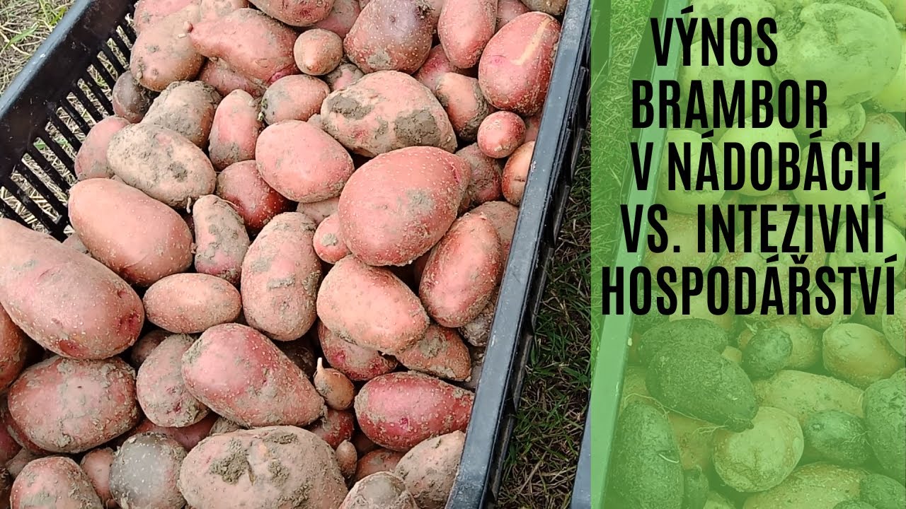 Výnos brambor v nádobách