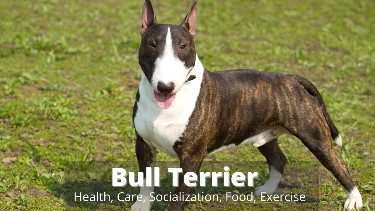 Bull Terrier -  Health / Care / Socialization / Family / Food / Exercise / Characteristics /