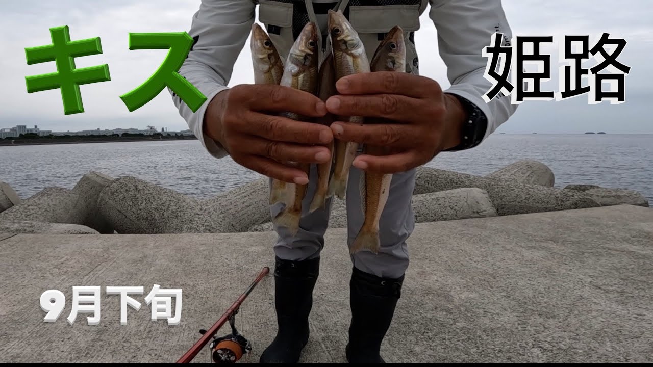 姫路でデカキス！　　　　　　　　　　　　　　　　　　　　#Abu#OldAbu#fishing#シラサエビ#ダイワ#がまかつ#Abu#OldAbu#キス釣り#投げ釣り