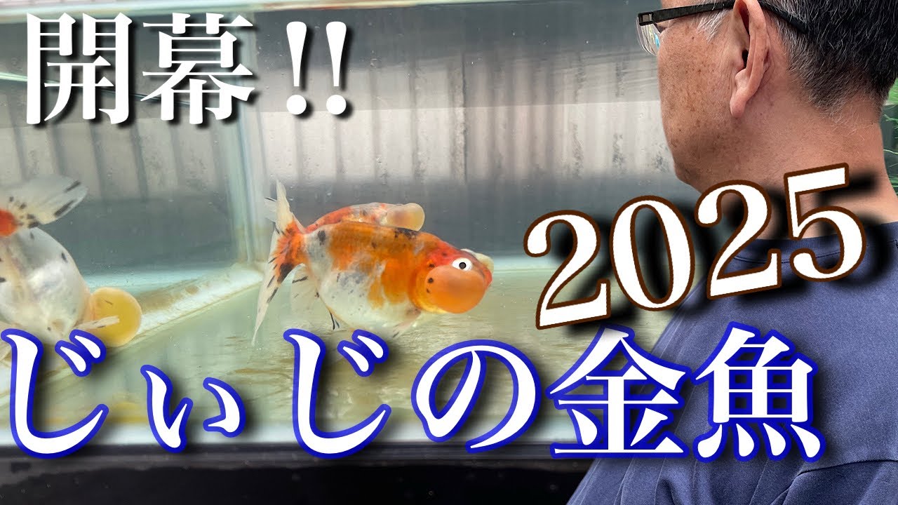 【金魚飼育】じぃじの金魚2025開幕‼︎