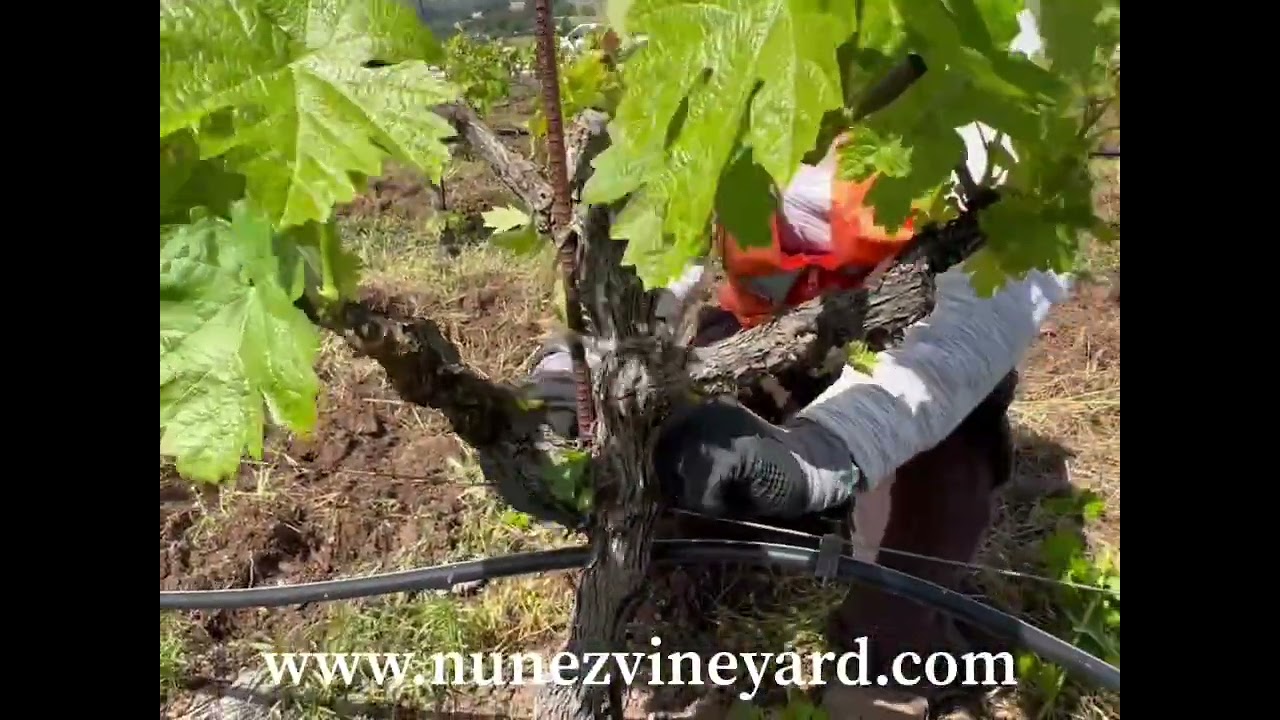 Suckering Head Trained Vines