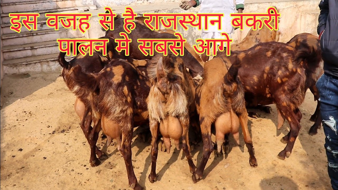 Вот почему Раджастхан занимает лидирующие позиции в разведении коз. MLB Goat Farm Pushkar Ajmer R...
