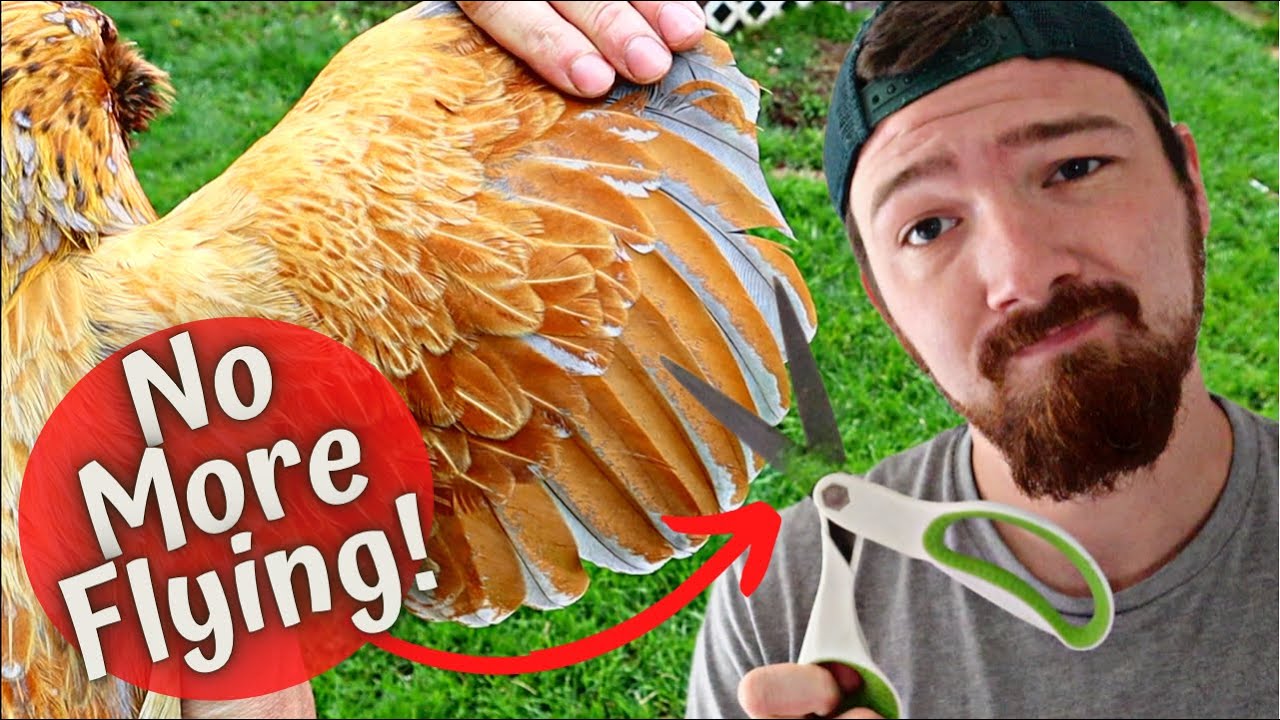 CLIPPING Our Chickens WINGS To Stop Them From Escaping