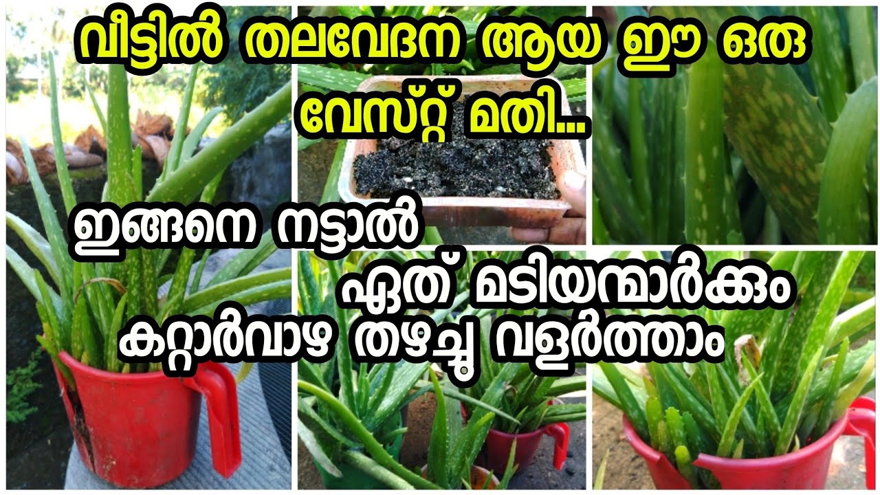 ഇത്ര ചെറിയ പാത്രത്തിൽ ഇത്രയധികം തൈകളോ 😱||ഇങ്ങനെ ചെയ്ത് നോക്കൂ 💯|| Eazy way to grow aloe vera
