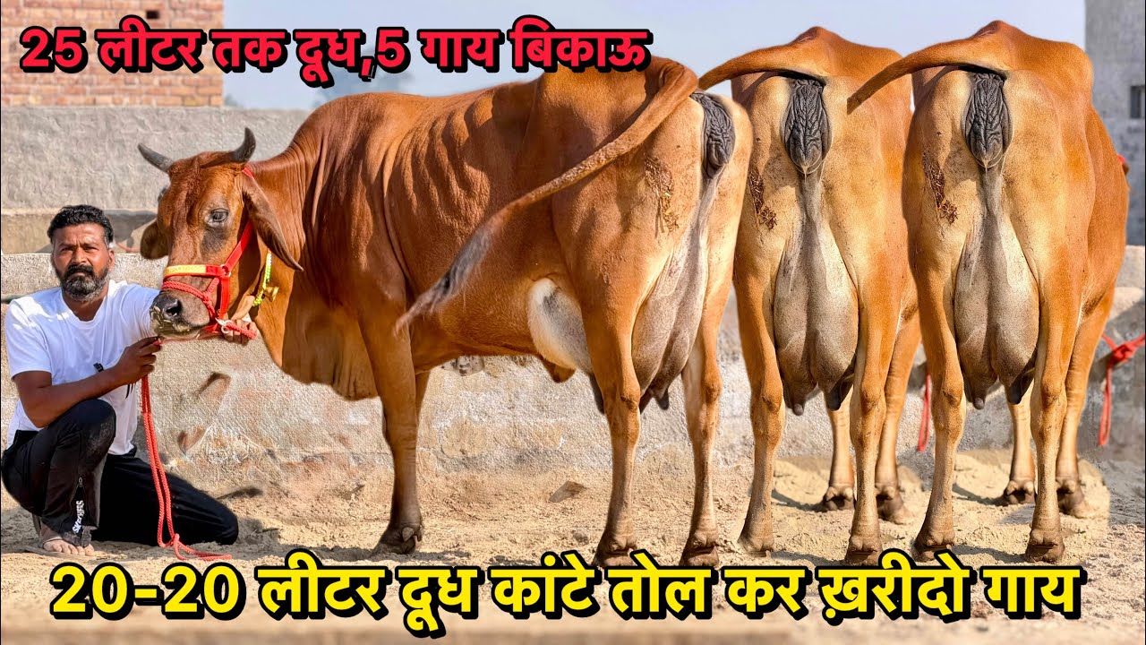 20-20 लीटर दूध कांटे तोल कर ख़रीदो गाय,25 लीटर तक दूध,5 गाय बिकाऊ👌Cross Breed Cows For Sale 