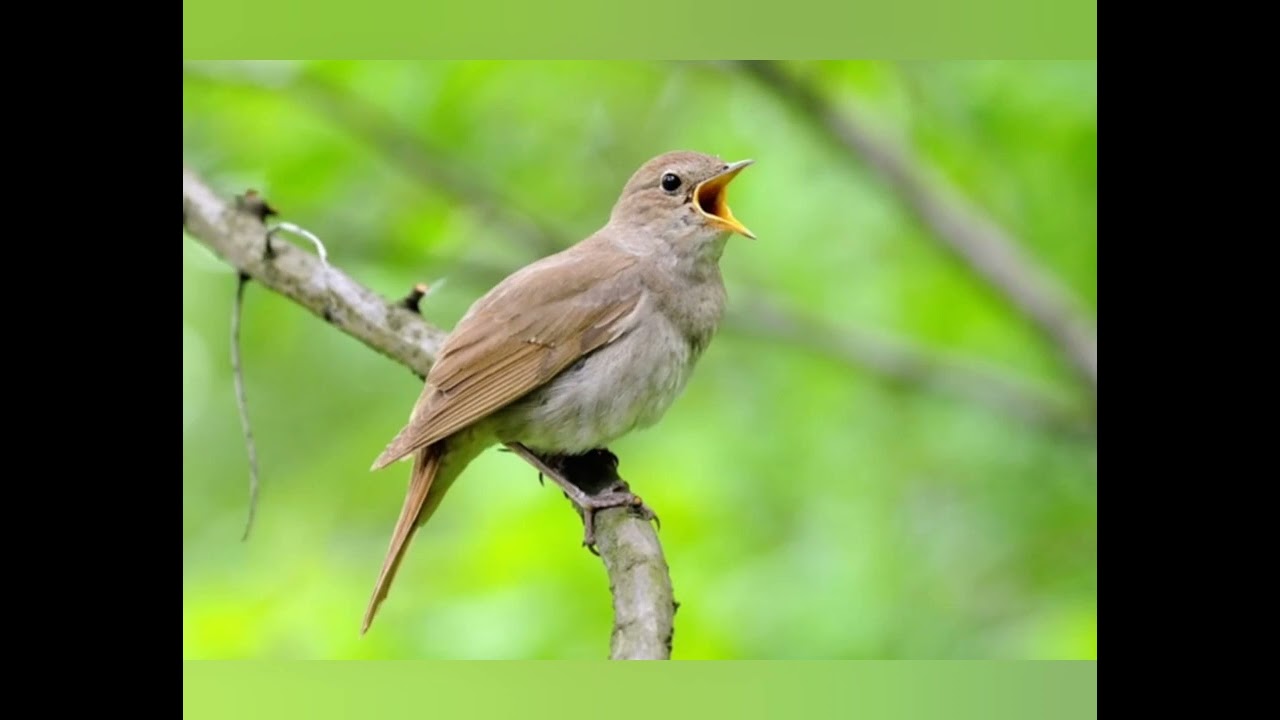 Казковий птах. народні символи. українські птахи. народознавство. дошкільнята