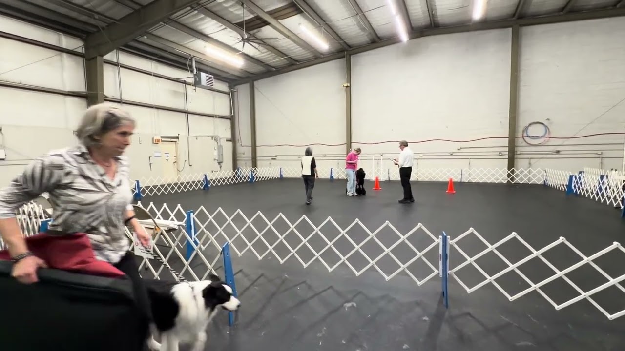 Zoe&Zola Novice A Leg 1 (194/200) 1st Place