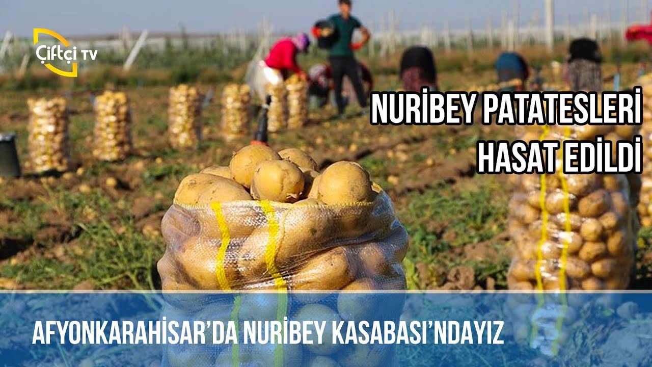 Nuribey Patatesleri Hasat Edildi! / Afyonkarahisar -BENİM MEMLEKET