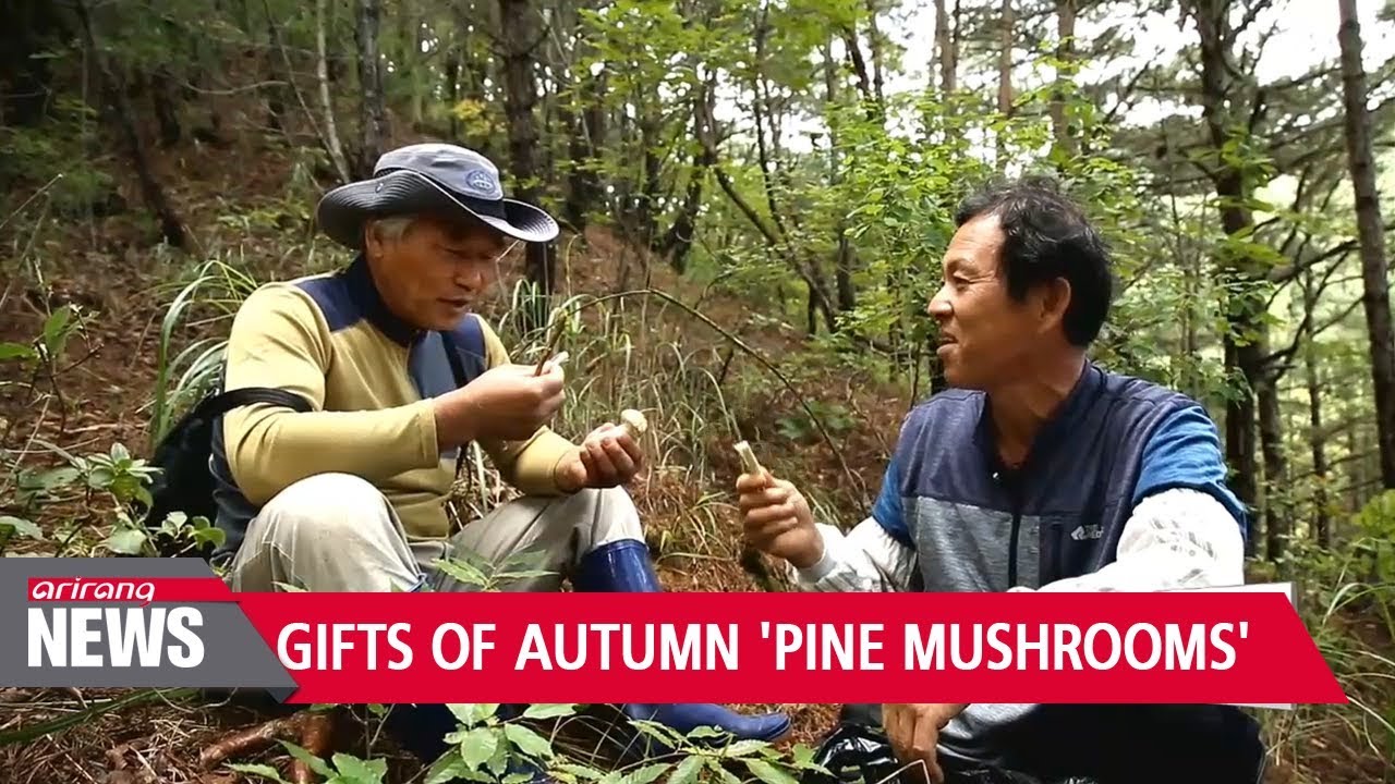 Gifts of Autumn 'Pine Mushrooms'