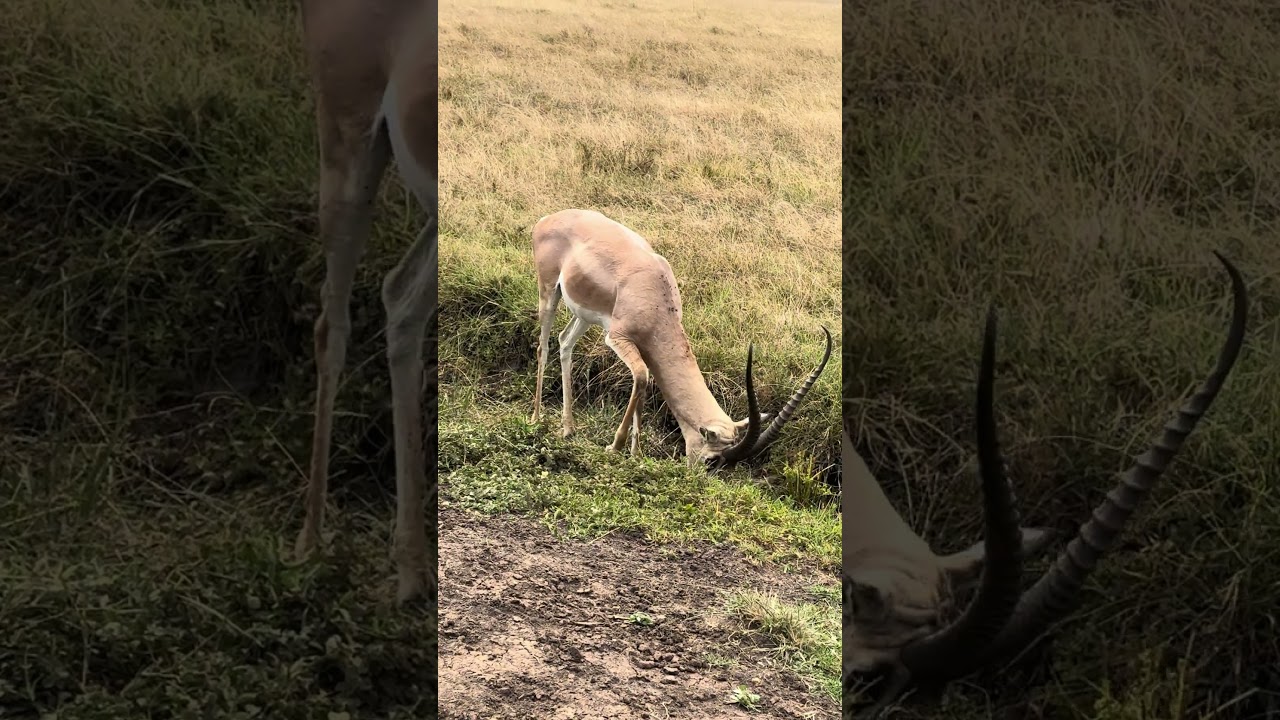 Deer ! 
