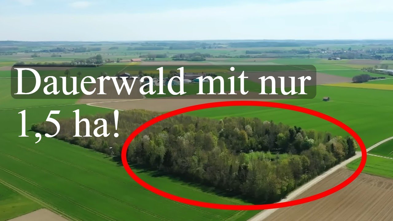 Auch ein kleiner Wald kann Dauerwald werden!
