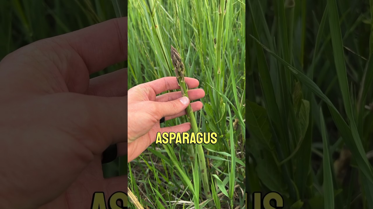 I finally found it #foraging #asparagus #nature w @OrionAon