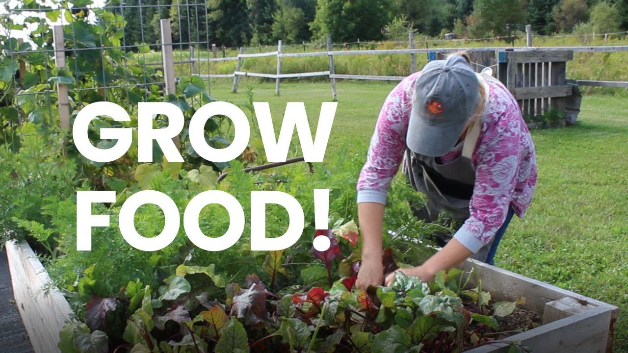 Food Security For Your Family