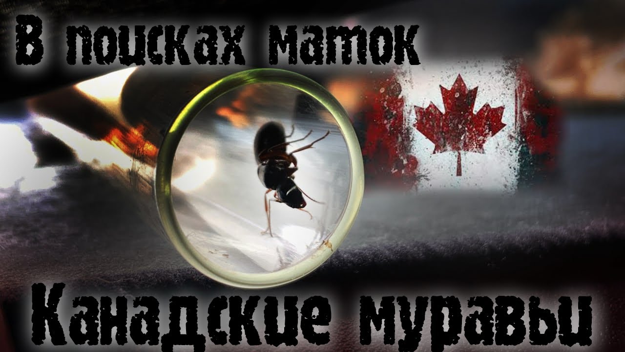 СОБИРАЕМ НОВУЮ КОЛЛЕКЦИЮ МУРАВЬЕВ В КАНАДЕ!