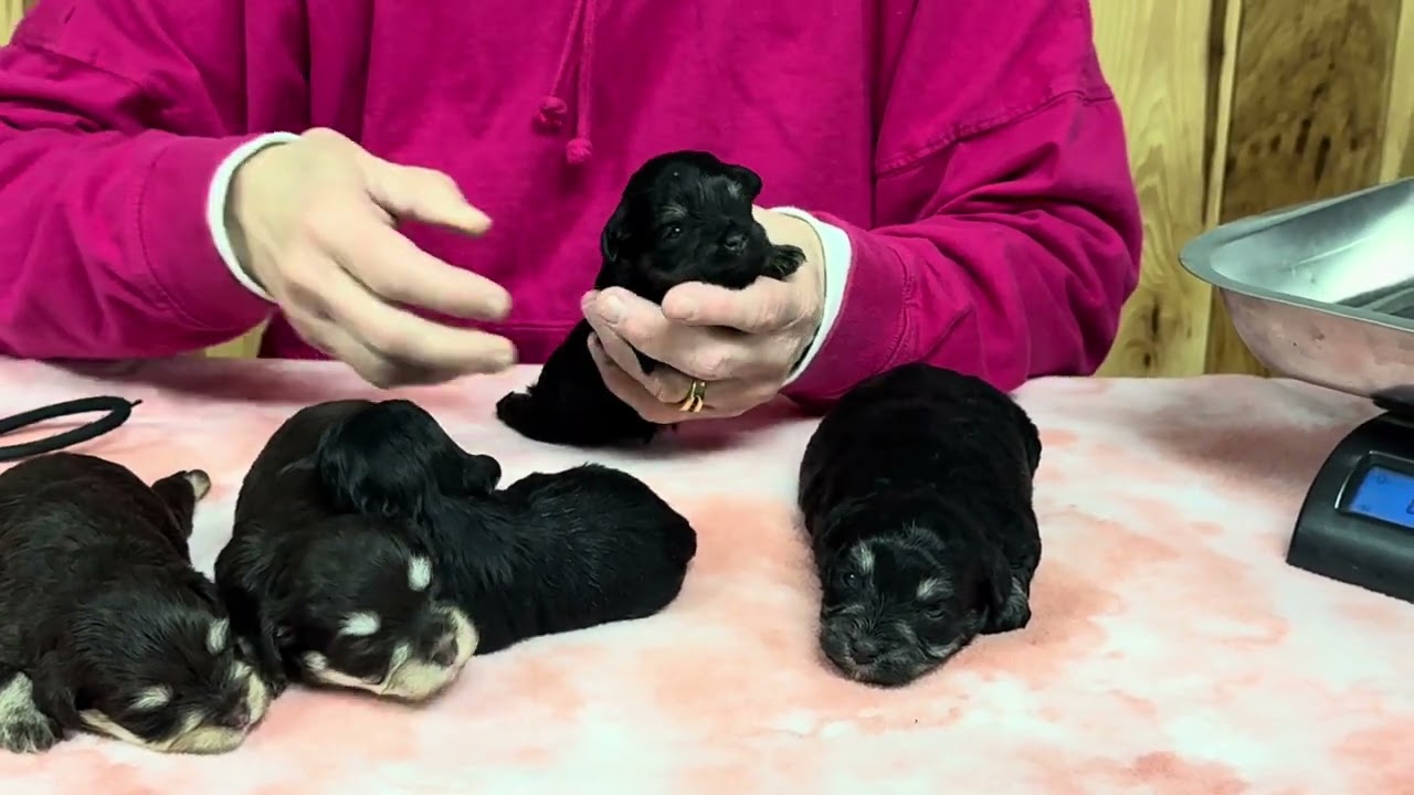 Dolly's Toy Schnauzer Puppies - anuary 30, 2025