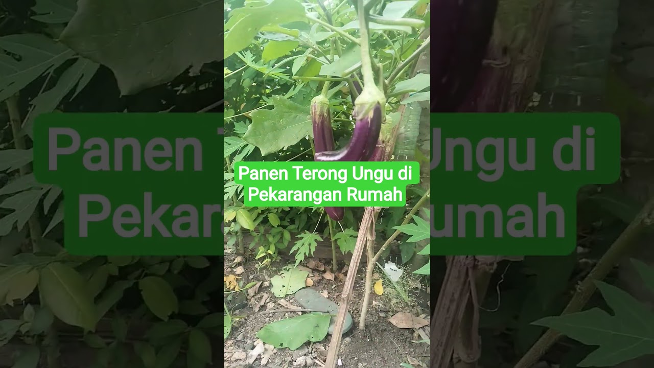 Panen Terong Ungu di Pekarangan Rumah
