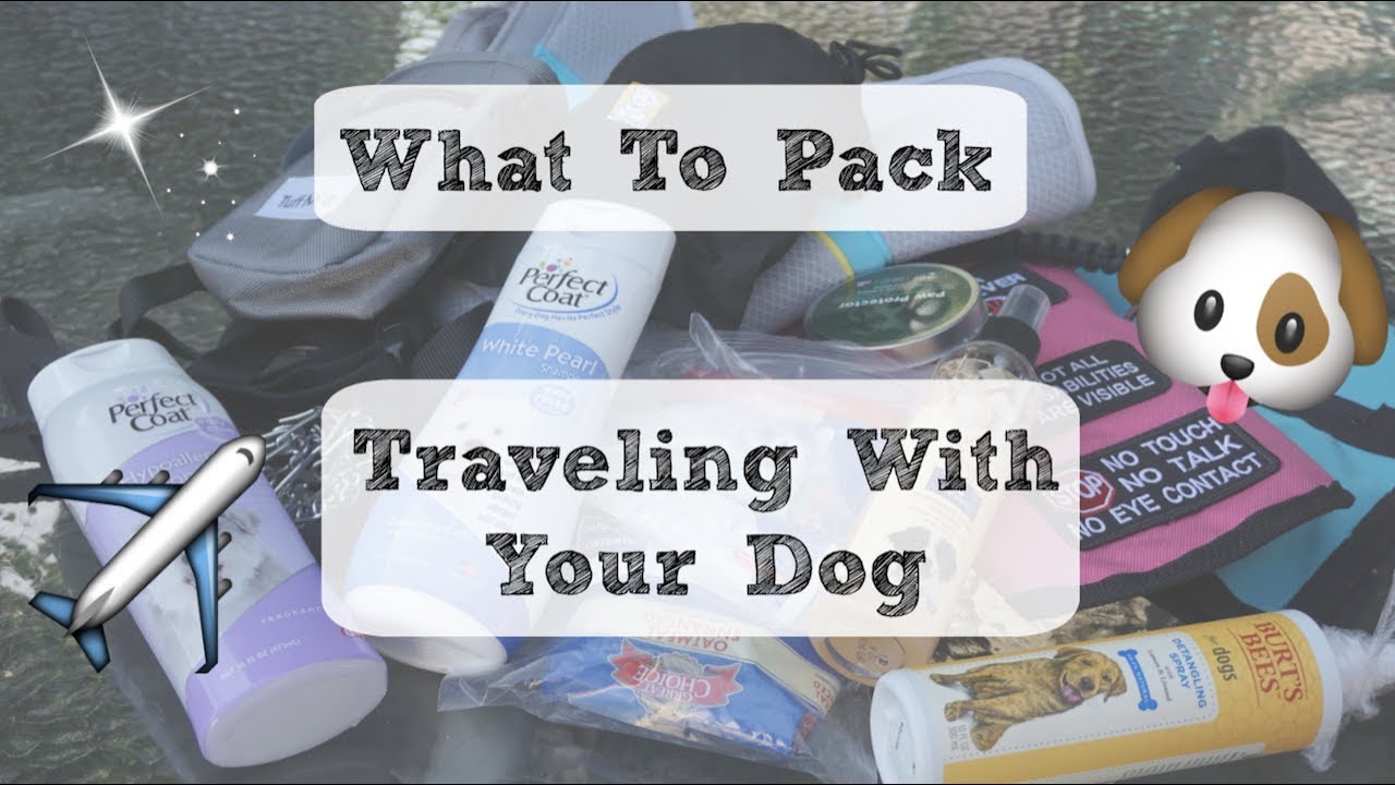 What To Pack When Traveling With Your Dog!