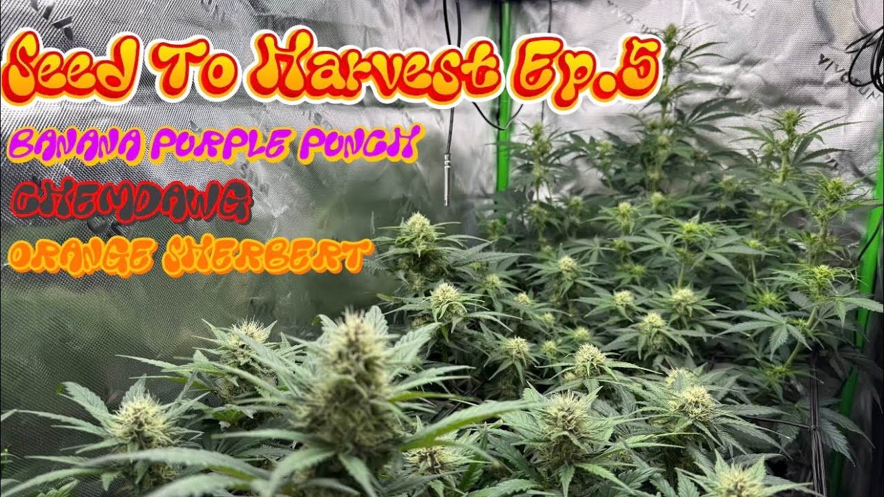 Seed to Harvest Ep.5 Autoflower Banana Purple Chemdawg and Orange Sherbert