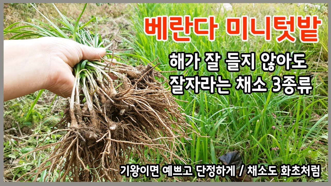 해가 잘들지 않아도 잘 자라는 채소3종류 | 다이소 가드닝용품 써보고하는 추천 8종류