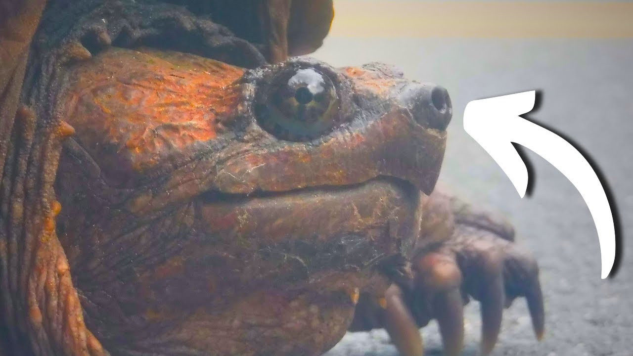 Finding REPTILES In Fall's Coldest Weeks