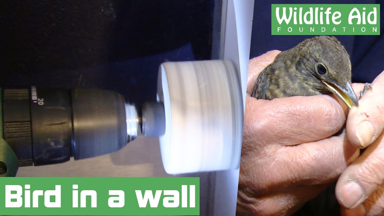 Cutting a trapped bird from a shop wall!
