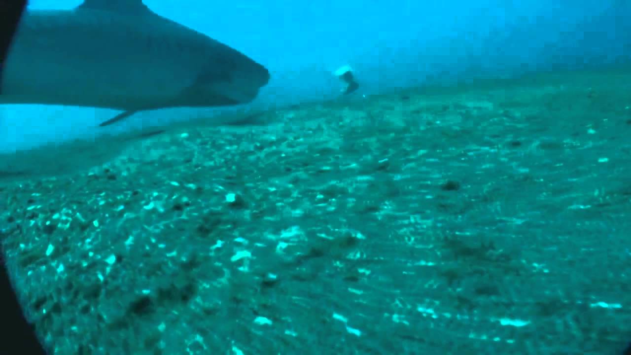 VideoRay Pro 4 HD ROV - Tiger Shark Taking Bait