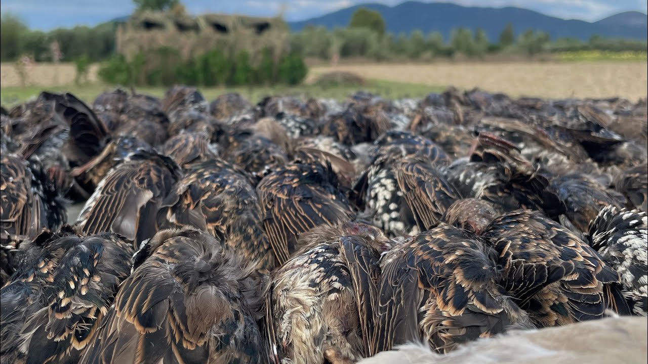 Pre-apertura 2025/2026 caccia agli storni da appostamento fisso in Toscana !#caccia #hunting