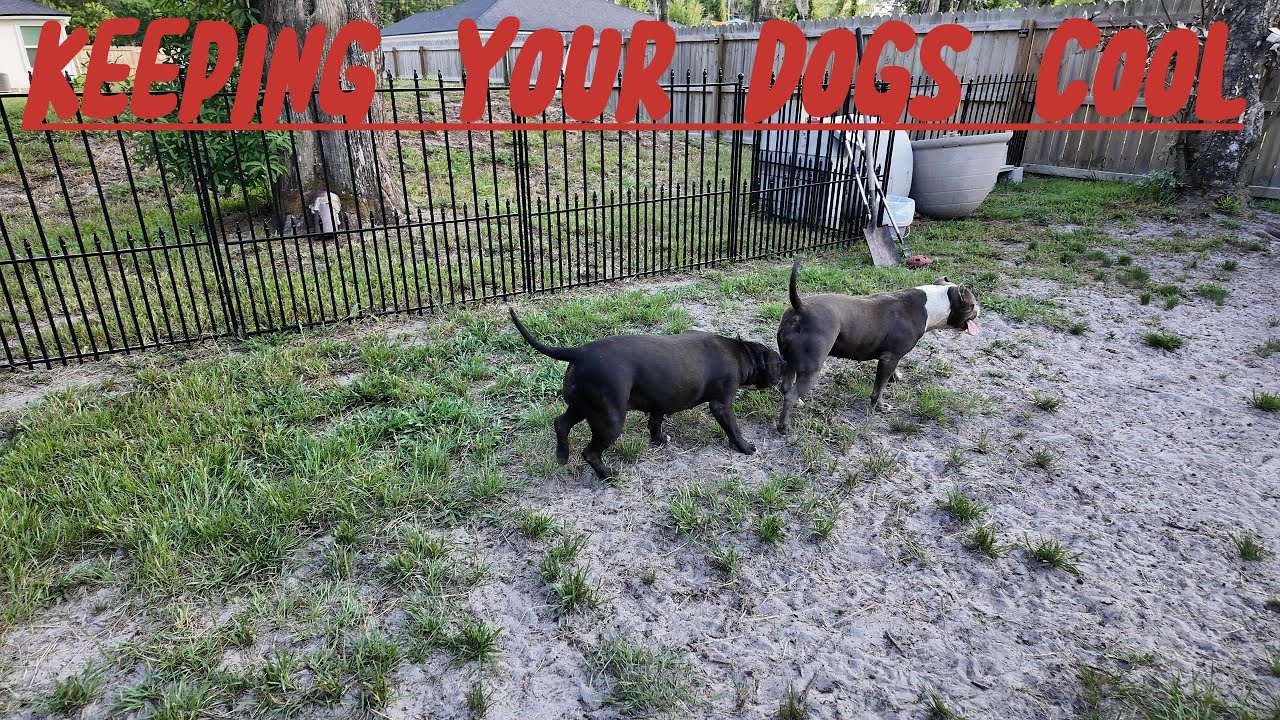 DOGS VS SUMMER HEAT... DONT LOSE A DOG!!!