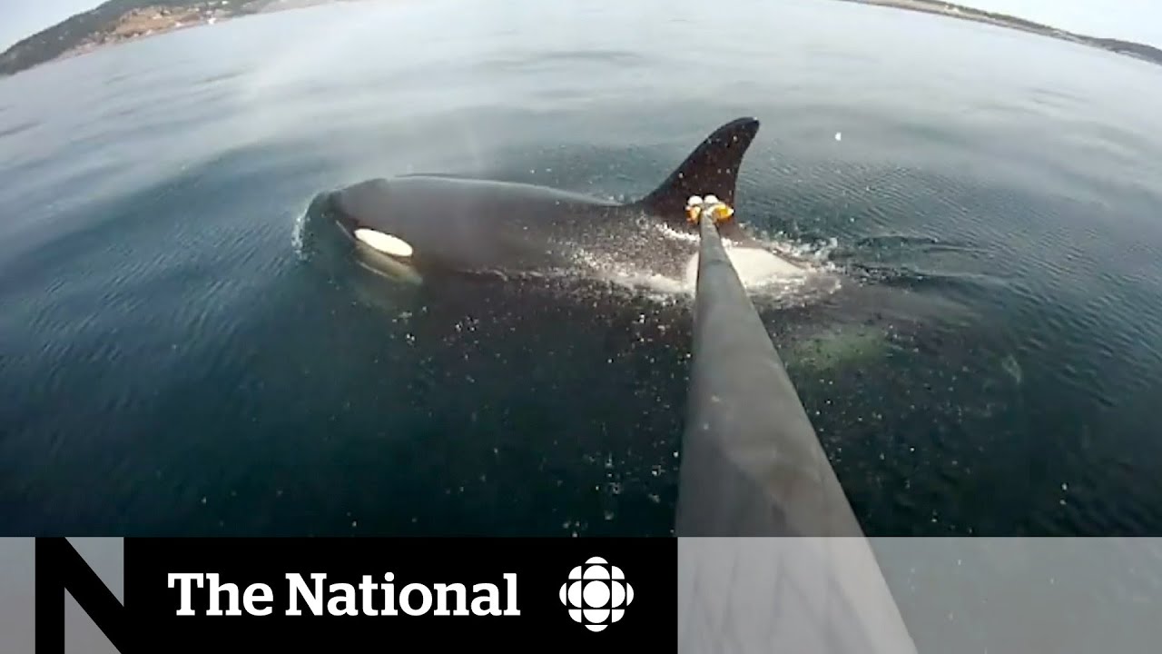 Whale sightings increase near Vancouver’s shores