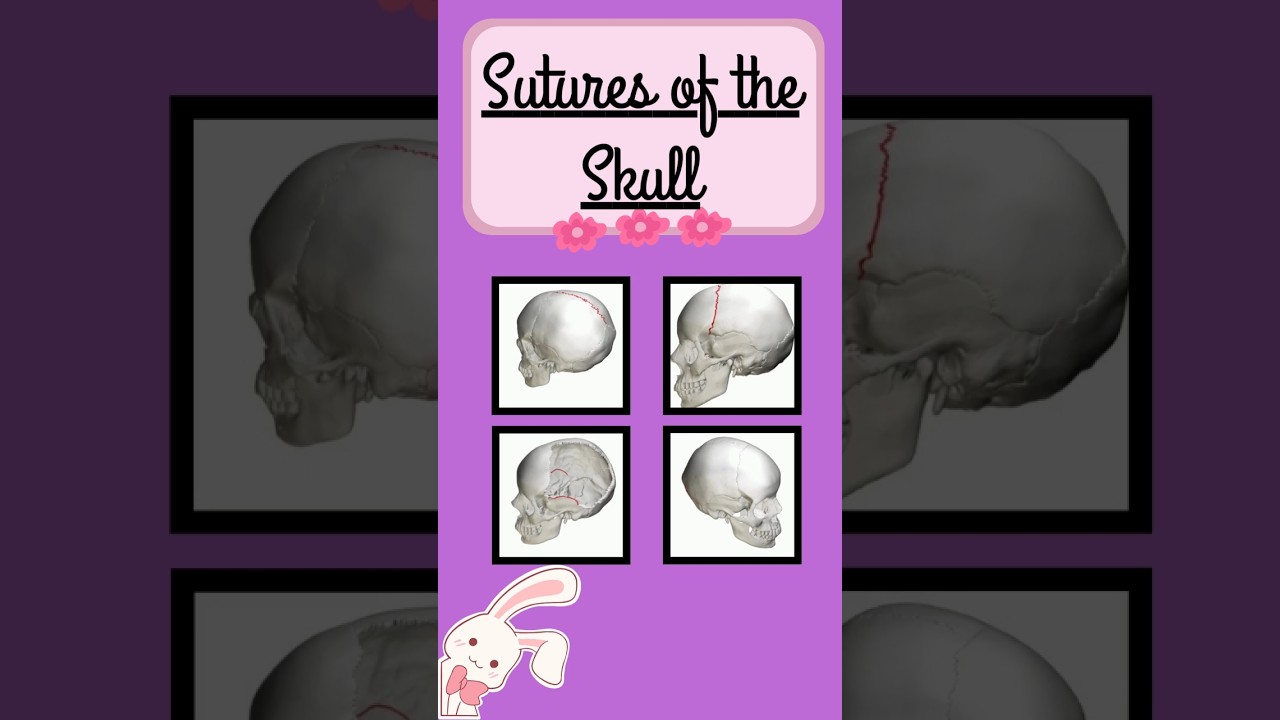 Sutures of Skull #skullanatomy #ytshorts