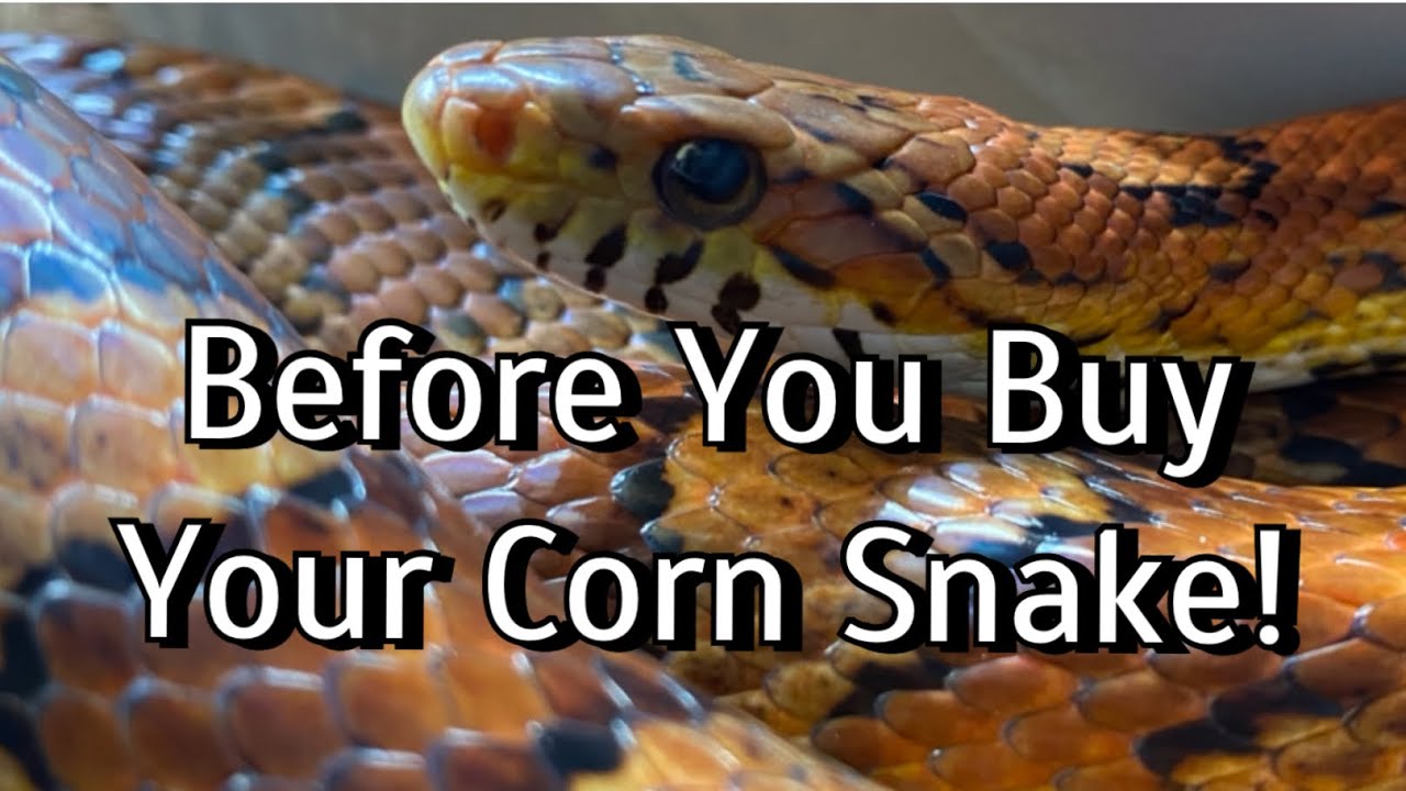 3 Things to do BEFORE You Buy a Corn Snake!