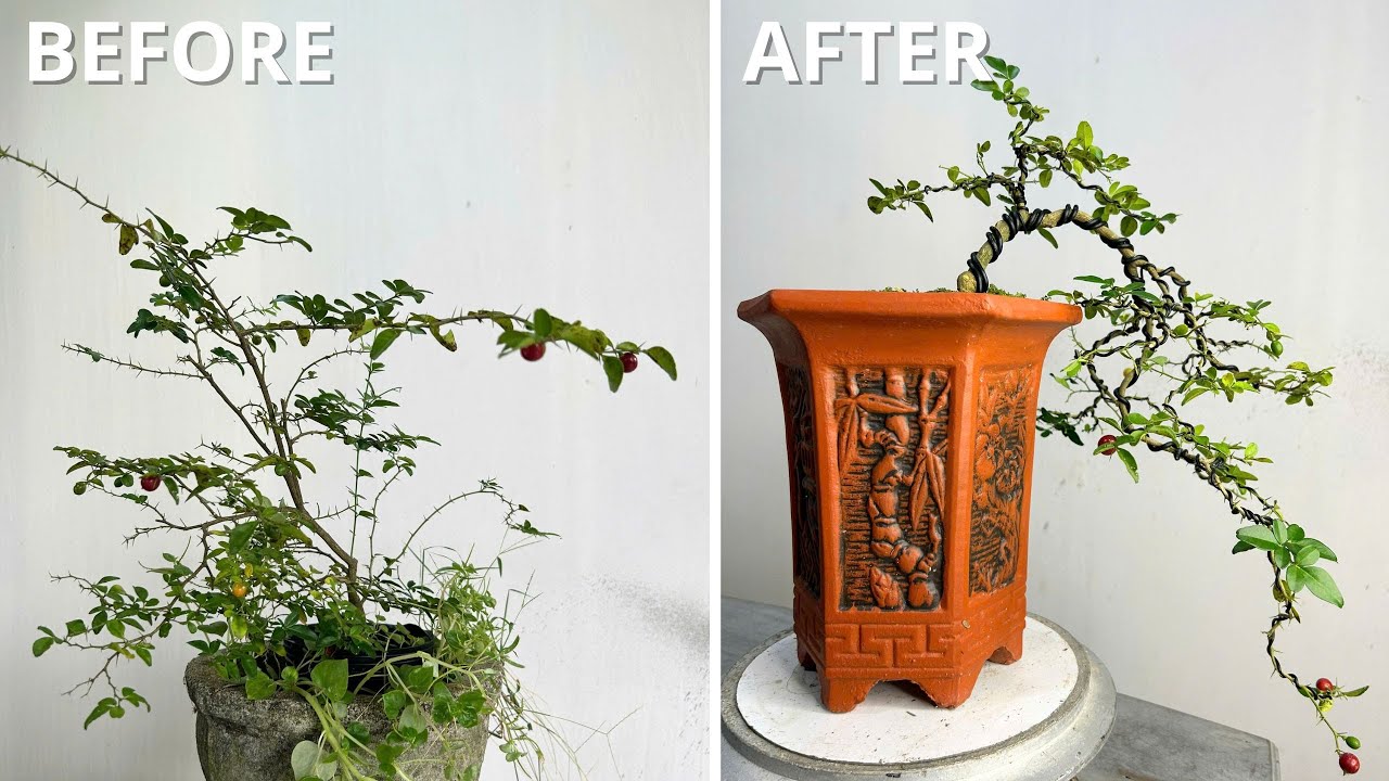 Creating a waterfall-like shape for small bonsai trees is suitable for beginners.