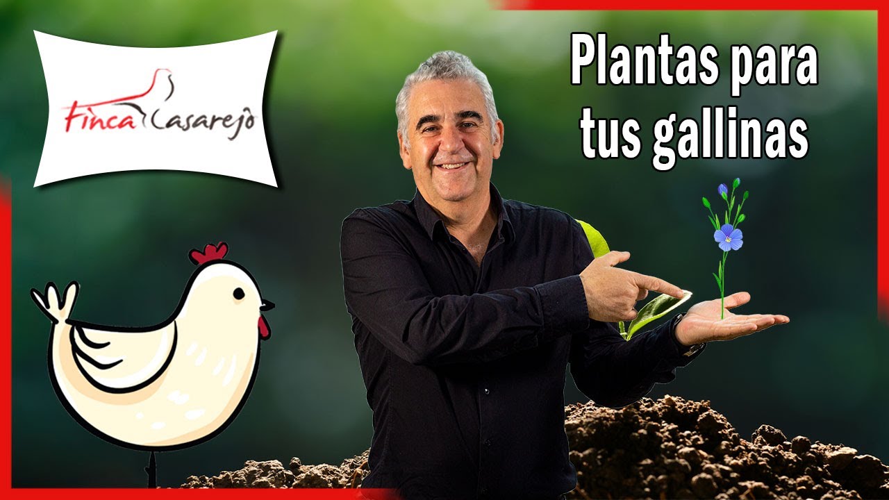 🌱 ¿Qué Hierbas plantar en mi Gallinero?