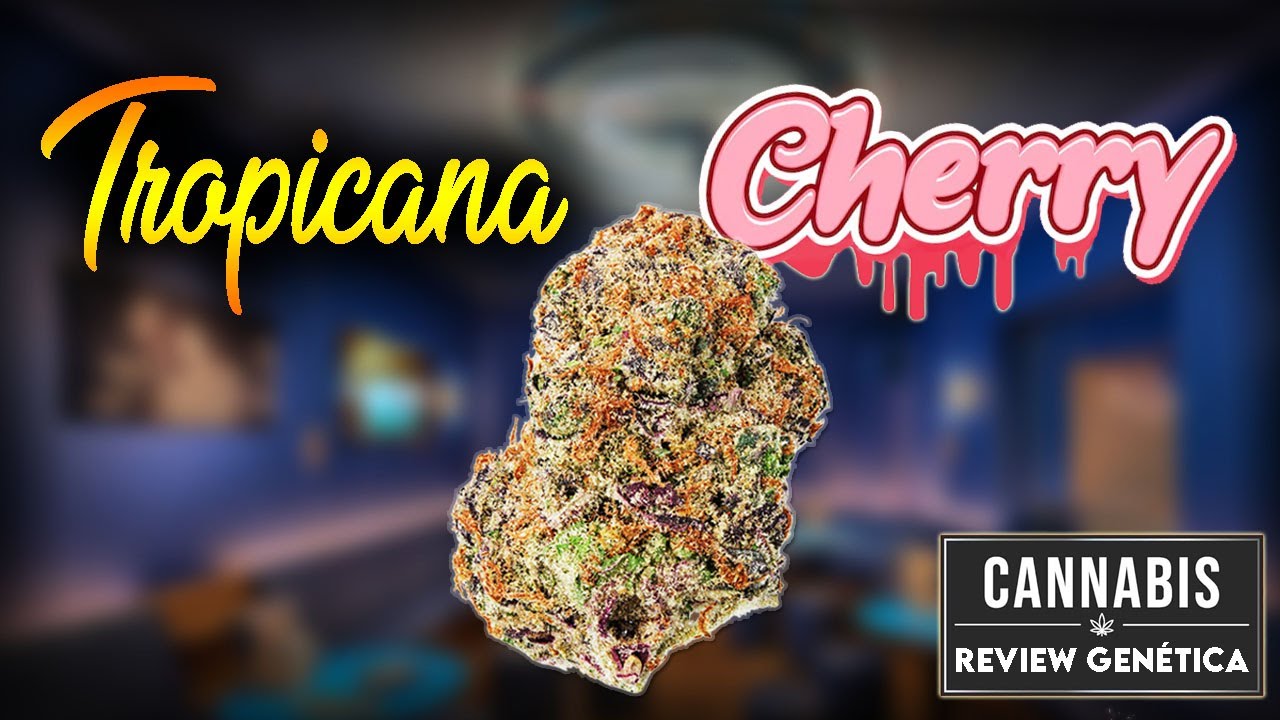 Review Gen&eacute;tica: Tropicana Cherry | Explosi&oacute;n frutal y c&iacute;trica