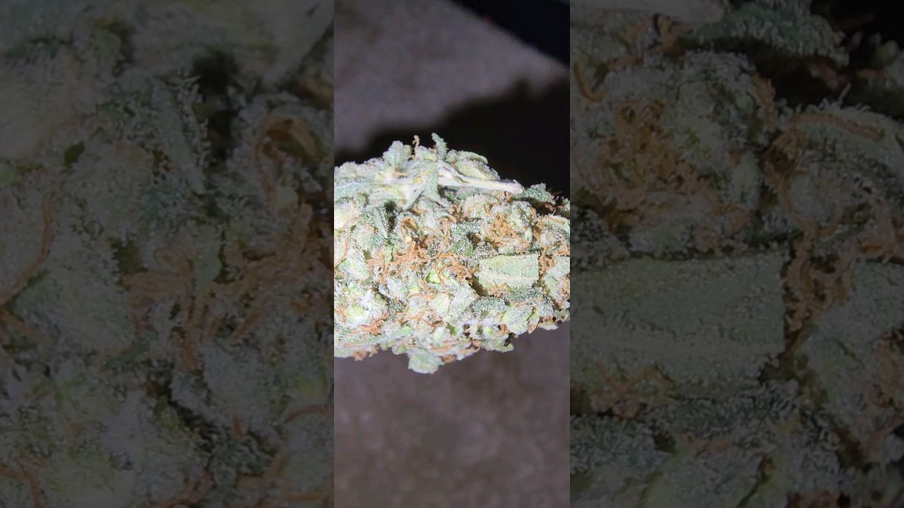 Lemon Sour Diesel is finished Curing #shorts