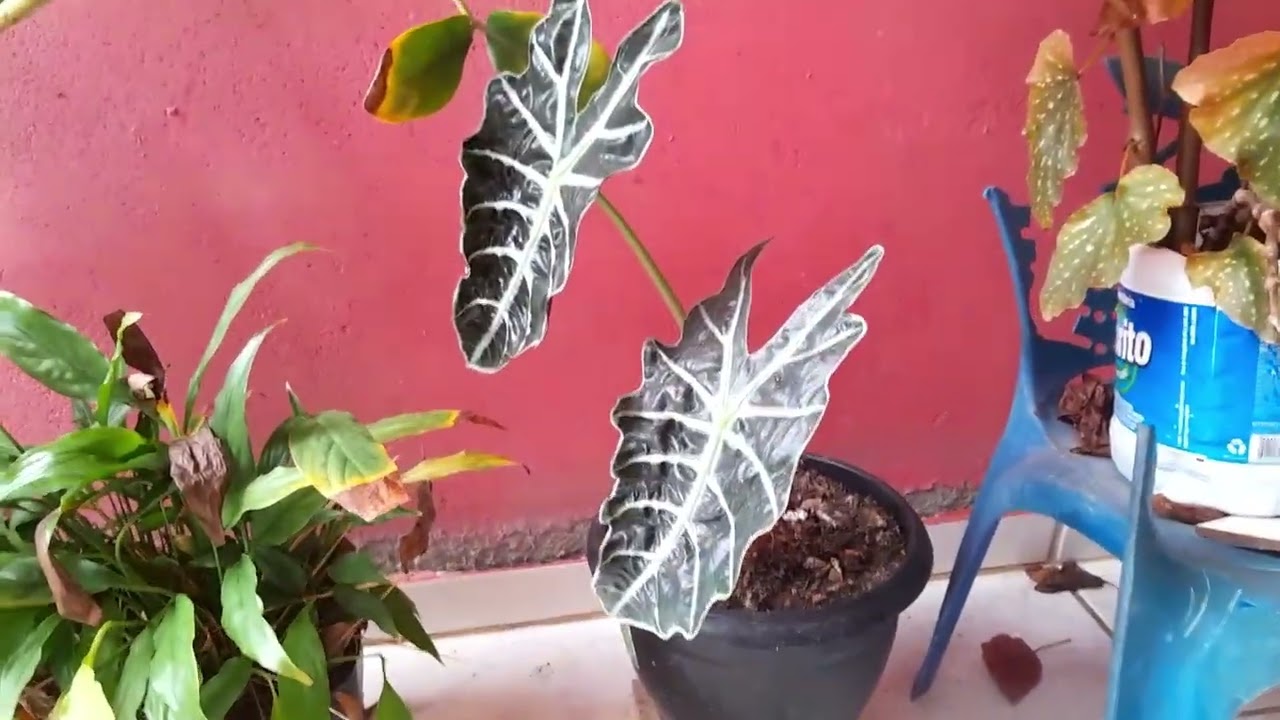 Mostrando as minhas plantas.