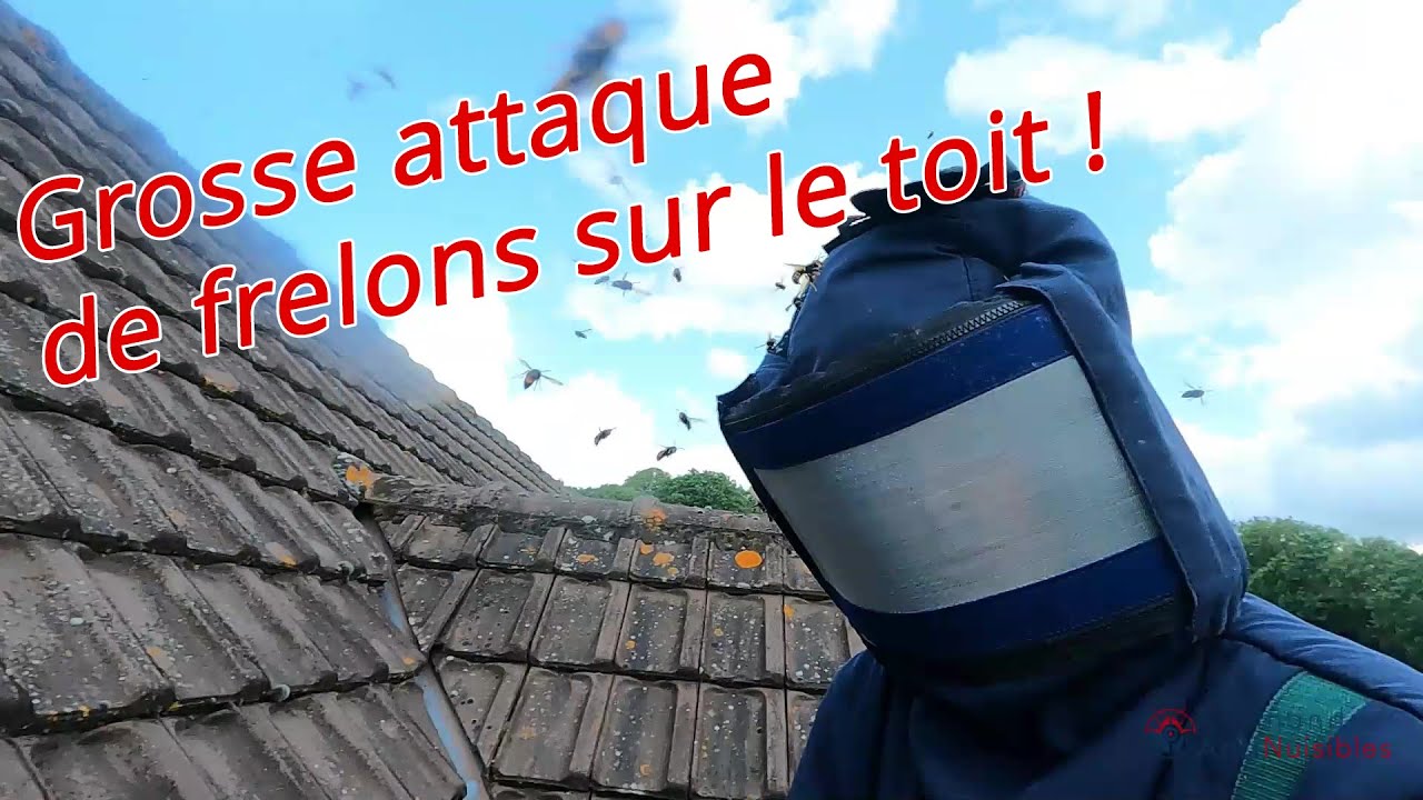 GROSSE ATTAQUE !  Frelons asiatiques sur un toit 2023