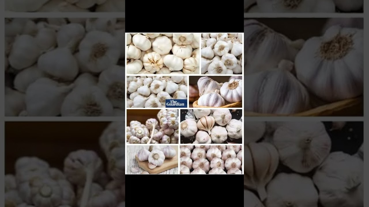 DDALA KITUUFU OKUTEEKA GARLIC MU BITUNDU BYE EKYAAMA ?