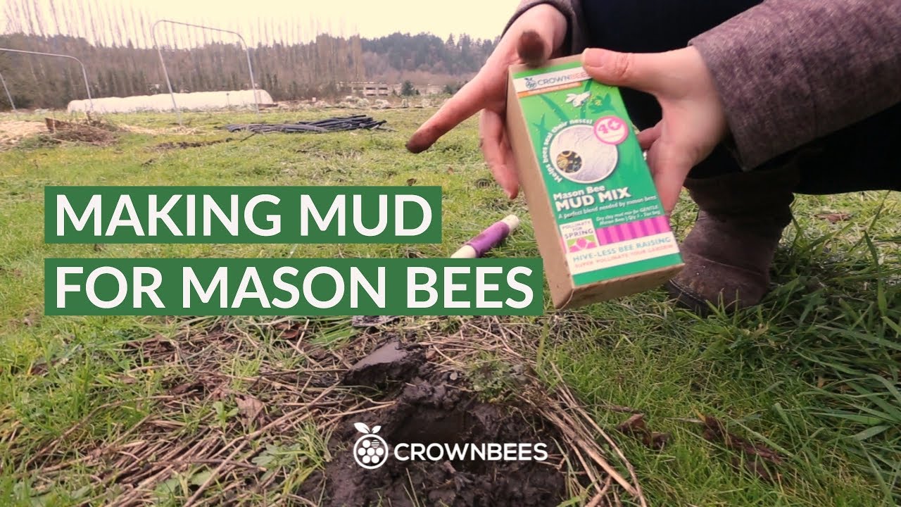 Making Mud for Mason Bees