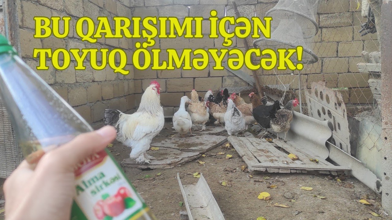 Toyuqların xəstələnməyinə son!