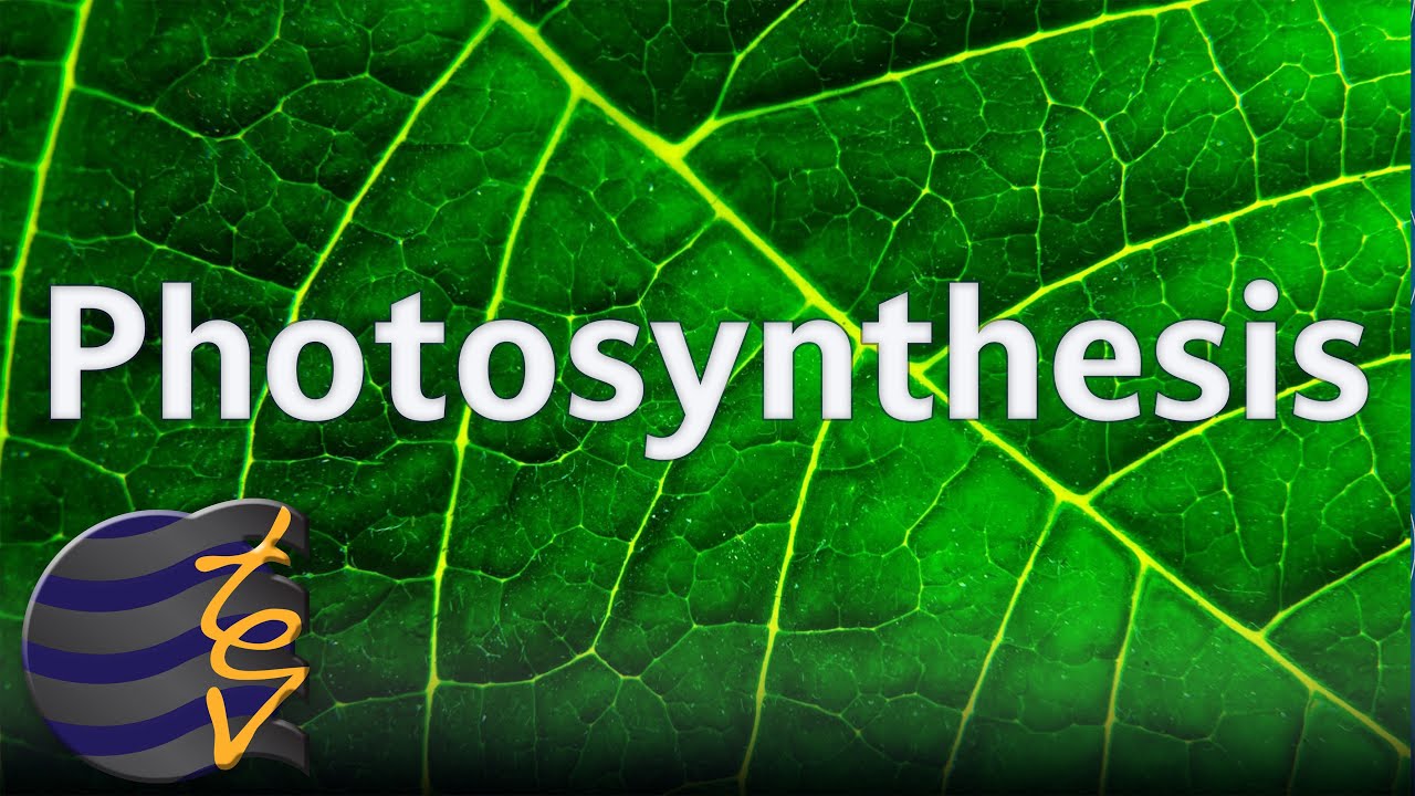 How Plants Turn Sunlight into Energy - Photosynthesis Explained!