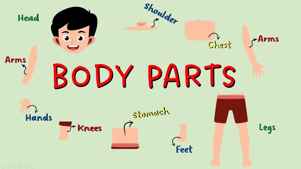 Body Parts