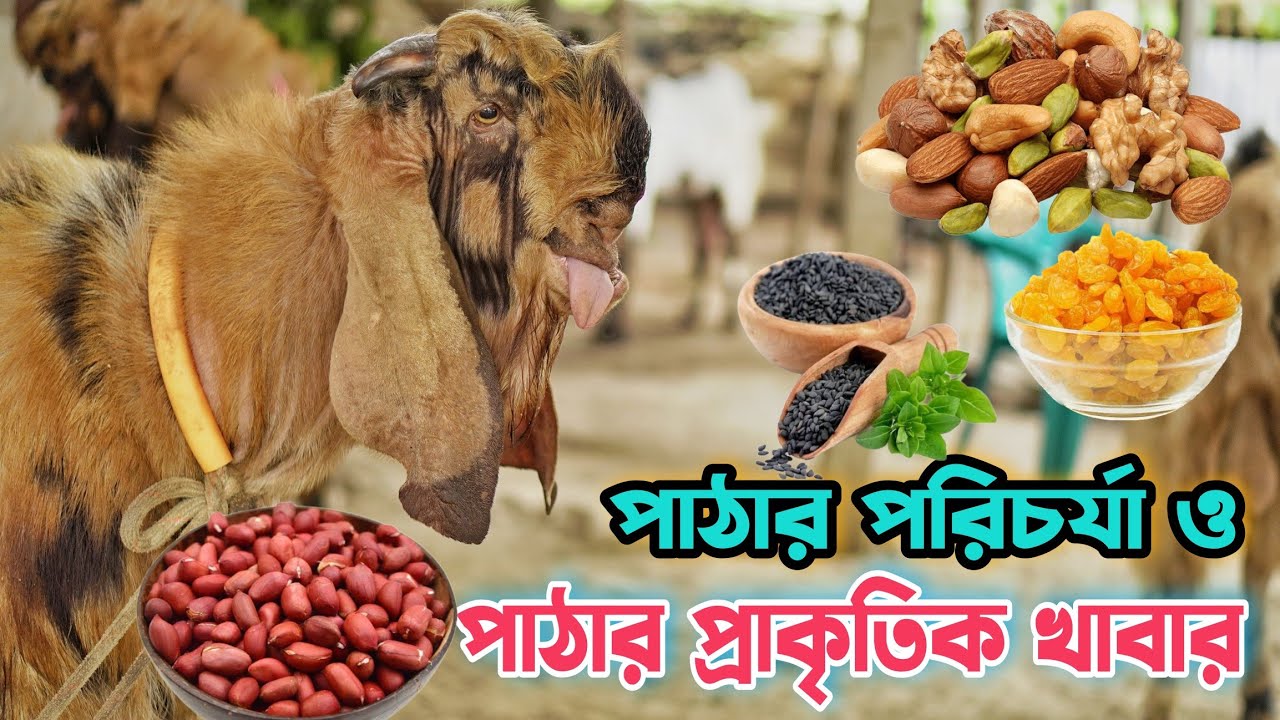 পাঠার স্বাস্থ্য ভাল রাখার উপায় কি ? পাঠার পরিচর্যা ও প্রাকৃতিক খাবার নিয়ে গুরুত্বপূর্ণ ভিডিও দেখুন