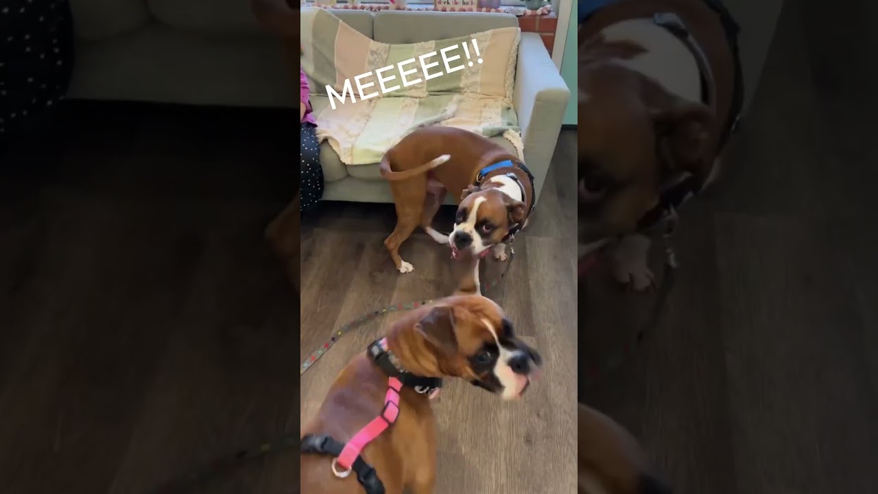 Hello It's Me - Happy Dogs Ready for their Integrative Care #shorts